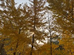 -长白岛森林公园