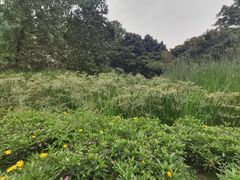 -成都市活水公园