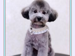 -乐琪宠物(青塔西路店)