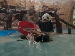 -成都动物园