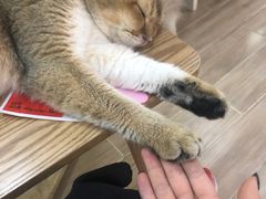 -李小姐の猫咖啡馆(五角场店)