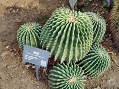 -北京植物园-展览温室