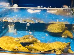 -姜君·千岛湖鱼头馆(浦东大道店)