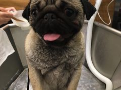 -PETKIT小佩宠物(古北店)