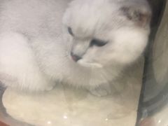 -艾贝尔宠物医院 ·内科全科(梁溪路店)