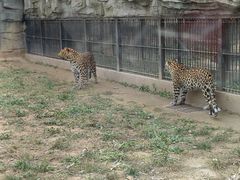 -石家庄市动物园