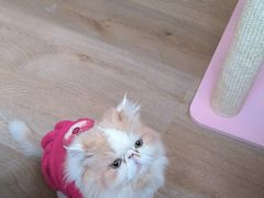 -MOCHA明星猫咖(田子坊店)