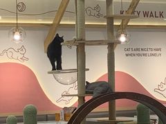 -喵园·猫主题咖啡厅·撸猫·猫咖(国贸店)