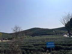 -龙坞茶村