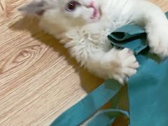 -东方名猫馆·英短金渐层布偶猫舍(环线广场1号楼店)