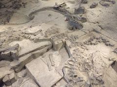 -自贡恐龙博物馆