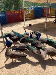 -萌宠亲子动物乐园(槐房万达店)