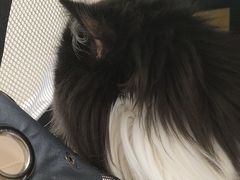 -安安宠医宠物医院·异宠·犬猫内科(岳阳分院)