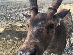 -鹿境梅花鹿生态园区