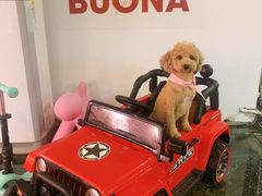 -百好乐宠物友好餐厅(朝外大街店)