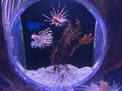 -皇家海洋乐园