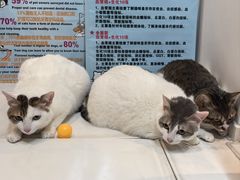 -御宝贝·A梦猫科宠物医院(国际猫友好医院)