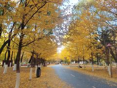 -长白岛森林公园