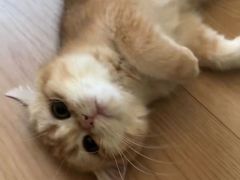 -猫十亿·布偶金渐层·曼基康矮脚猫舍(青年路店)
