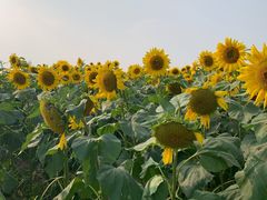 -映月湖中央公园