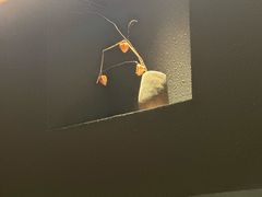-焘