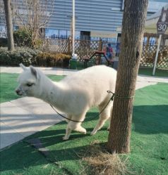 -萌宠亲子动物乐园(槐房万达店)