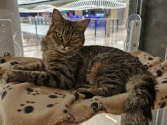 -COLOR PETS 撸猫馆·购猫·猫咖(长风大悦城店)