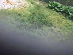 -深圳野生动物园
