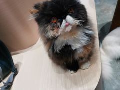 -瞄一喵猫咖(格力海岸店)
