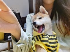 -逗柴咖啡屋·狗咖猫咖宠物桌游