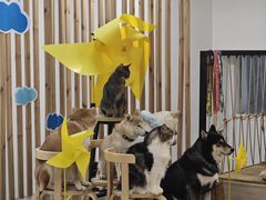 -柴迷FANS CLUB·柴犬狗咖·猫咖