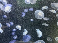 -绿色星球动物主题公园