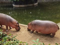 -深圳野生动物园