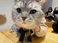 -啵啵喵·猫咖(攀华国际店)