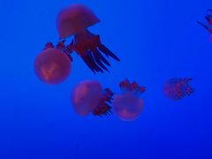 -上海海洋水族馆