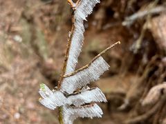 -江西阳明山国家森林公园