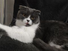 -我爱猫咪·猫咖·狗咖·安哥拉兔·羊驼咖(小寨华旗店)