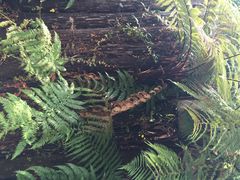 怀托摩萤火虫洞-怀托摩萤火虫洞