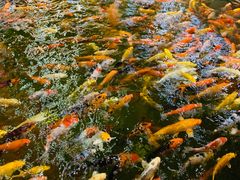 -龙悦湾酒家·八阵鱼生·渔人码头店