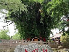 -大槐树寻根祭祖园