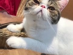 -瞄一喵猫咖(格力海岸店)