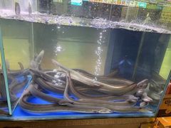 -本炙炭烤·蒲烧活鳗料理店(金沙洲店)