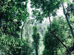 -西双版纳原始森林公园