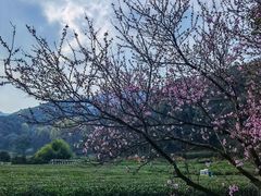 -龙坞茶村