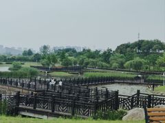 -九龙湖公园