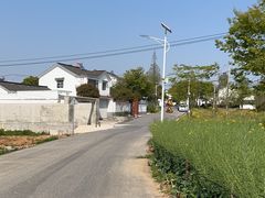 -大塘金香草谷
