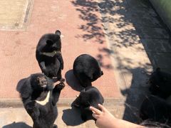 -西霞口神雕山野生动物世界