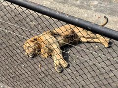 -大连森林动物园