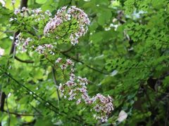 -华侨城湿地公园