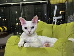 -佳雯宠物医院·皮肤科·内外科(春晓路分院)